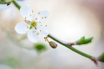 Close-up of white mirabelle flower