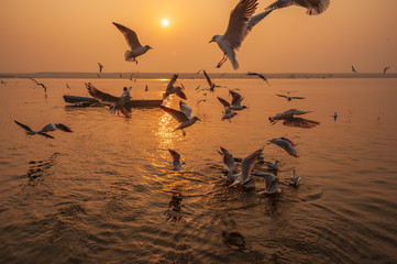 Varanasi, Banaras, Uttar Pradesh, India - January 31, 2011: Boats and Migratory Seagull birds at...