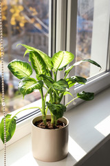 Beautiful Dieffenbachia plant on windowsill at home