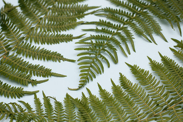 Fototapeta na wymiar Green leaves of fern. Blue background. Banner Template. Space for your text.