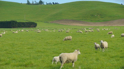 Fototapeta premium The sheeps in the meadow in a farmland in the vicinity of Christchurch New Zealand
