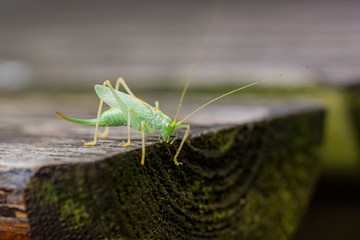 Grasshopper on wooden table. Wildlife photography 