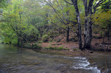 Water flow of the canyon. Forest and mountain landscapes. Crimea,Russia
