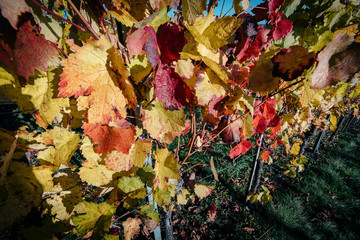 In den Weinbergen Stuttgarts, verfärbte Weinblätter