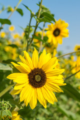 Yellow Sunflower Close-up in the Sunlight