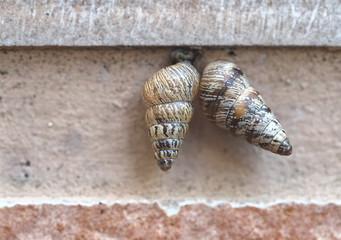 Two Cochlicella acuta aka pointed snails. Small but high-spired,