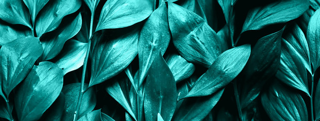 green leaves laid out the surface of the table