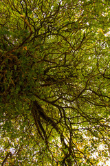 albero sotto, chioma © StockTravelImage