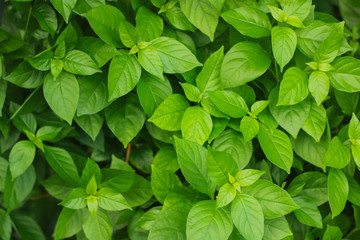 Fototapeta na wymiar Green leaves texture on background. Nature wallpaper.