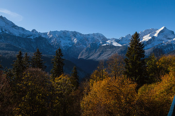 Herbstlicher Bergwald mit goldgelben Bl&auml;ttern vor verschneiten Bergen im Hintergrund
