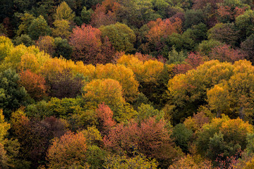 Fototapeta premium colori autunnali, alberi