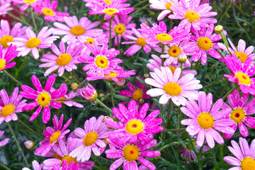 Fototapeta na wymiar Blooming Pink Marguerite daisy or Paris daisy of Argyranthemum frutescens in Ba na hills garden , danang , vietnam 