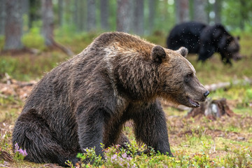 Fototapeta na wymiar Adult Male of Brown bear in the forest. Scientific name: Ursus arctos. Natural habitat.