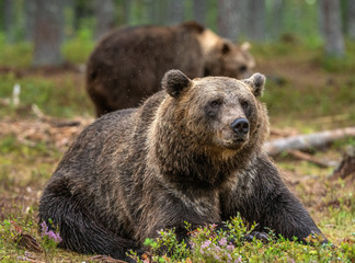Adult Male of Brown bear in the forest. Scientific name: Ursus arctos. Natural habitat.