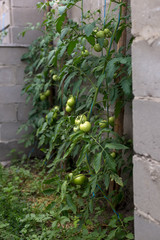 Unripe green tomatoes in a rural greenhouse