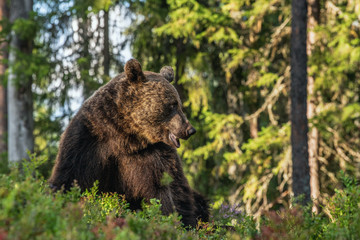 Obraz na płótnie Canvas Closeup portrait of adult male of brown bear at sunset light. Green natural background. Summer season. Natural habitat.