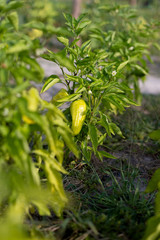 Beautiful green peppers in a rural garden