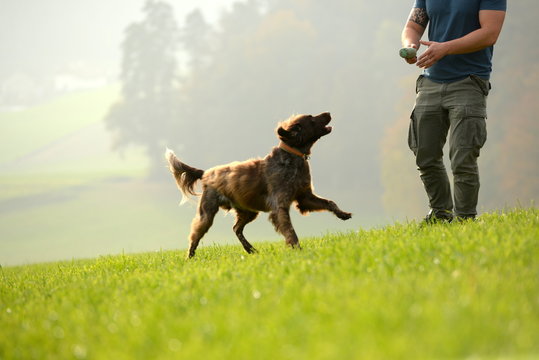 Hundefreund. Junger mann spielt mit Jagdhund