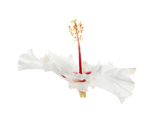 Beautiful tropical hibiscus flower isolated on white
