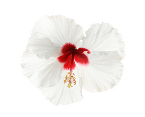 Beautiful tropical hibiscus flower isolated on white © New Africa