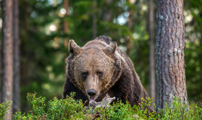 Adult male of brown bear at autumn forest. Front view. Natural habitat.