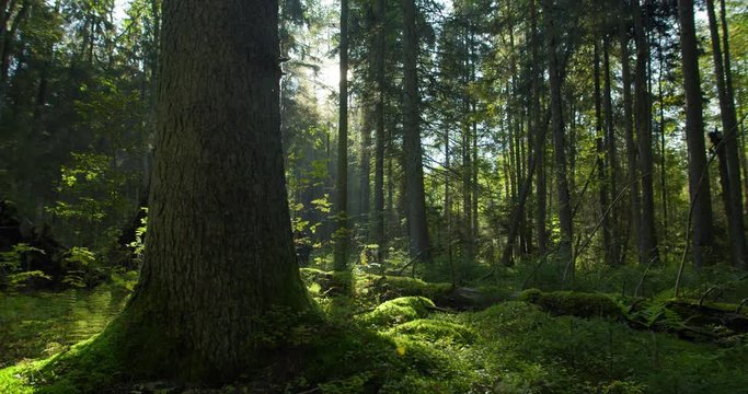 Big old tree in green fairy tale forest in morning
