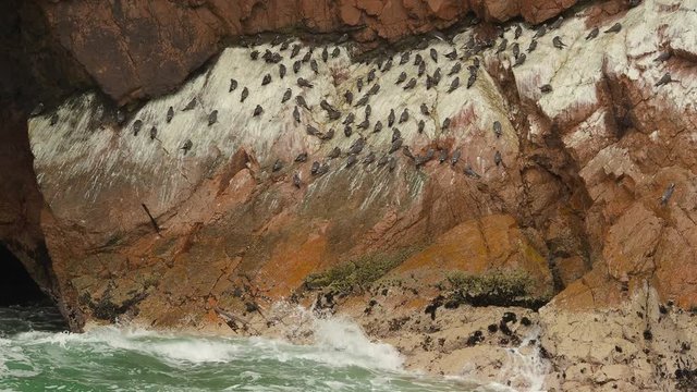 Large Group of Birds (Inca Tern) Resting on Rocky Island Close-up, Ballestas Islands, Paracas National Reserve, Peru