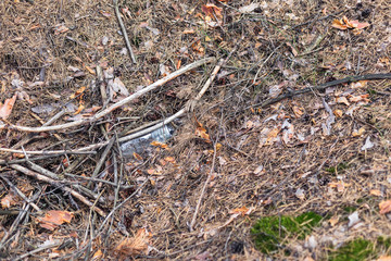 White plastic bottle on the ground in a pine forest.