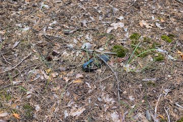 Old lost single shoe in the pine forest.