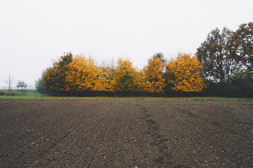 Fototapeta premium Baum Reihe