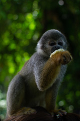 monos ardilla de la selba amazonica mirando hacia alfrente bien enfocado