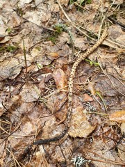 The Snake