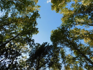 Obraz premium forest