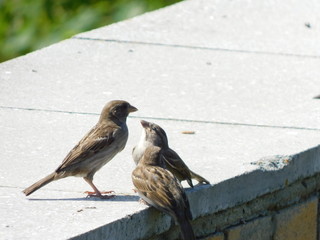  sparrow