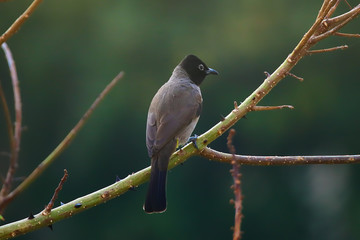 A white-spectacled bulbul (Pycnonotus xanthopygos)  perched on a flame of the forest (Butea monosperma) tree branch.