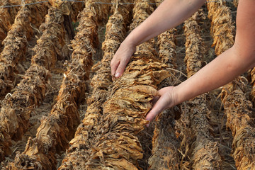 Farmer and traditional tobacco drying in tent