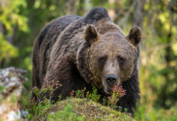 Closeup portrait of adult male of brown bear. Front view. Green natural background. Summer season. Natural habitat.