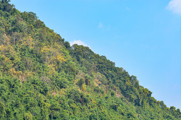Fototapeta na wymiar forest trees growing on the mountain 