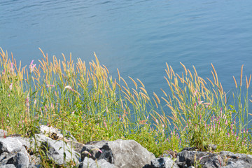 Green leaves of grass in garden