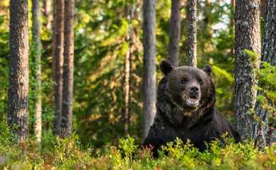 Closeup portrait of adult male of brown bear at sunset light. Green natural background. Summer season. Natural habitat.