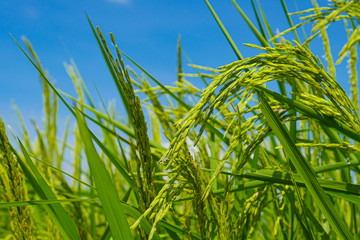 The rice paddy field in Thailand