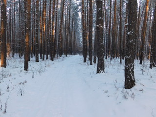 Fototapeta premium winter forest