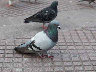 Paloma dove en plaza