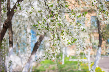 Blooming garden gardens. Apple blossom