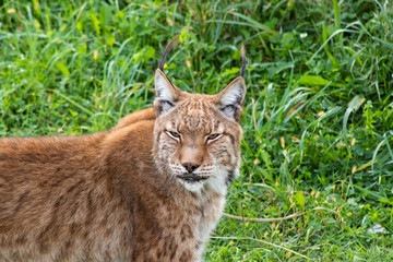 Obraz premium boreal lynx enjoying in its territory
