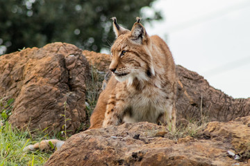 boreal lynx enjoying in its territory