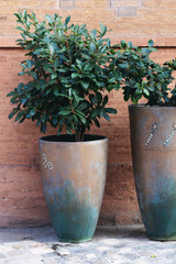 Rhododendron tree in pot, decorative green plant