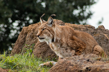 boreal lynx enjoying in its territory