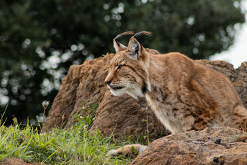 boreal lynx enjoying in its territory