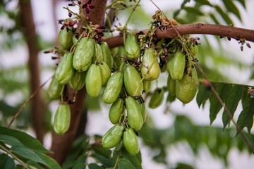 natural fresh green Averrhoa bilimbi